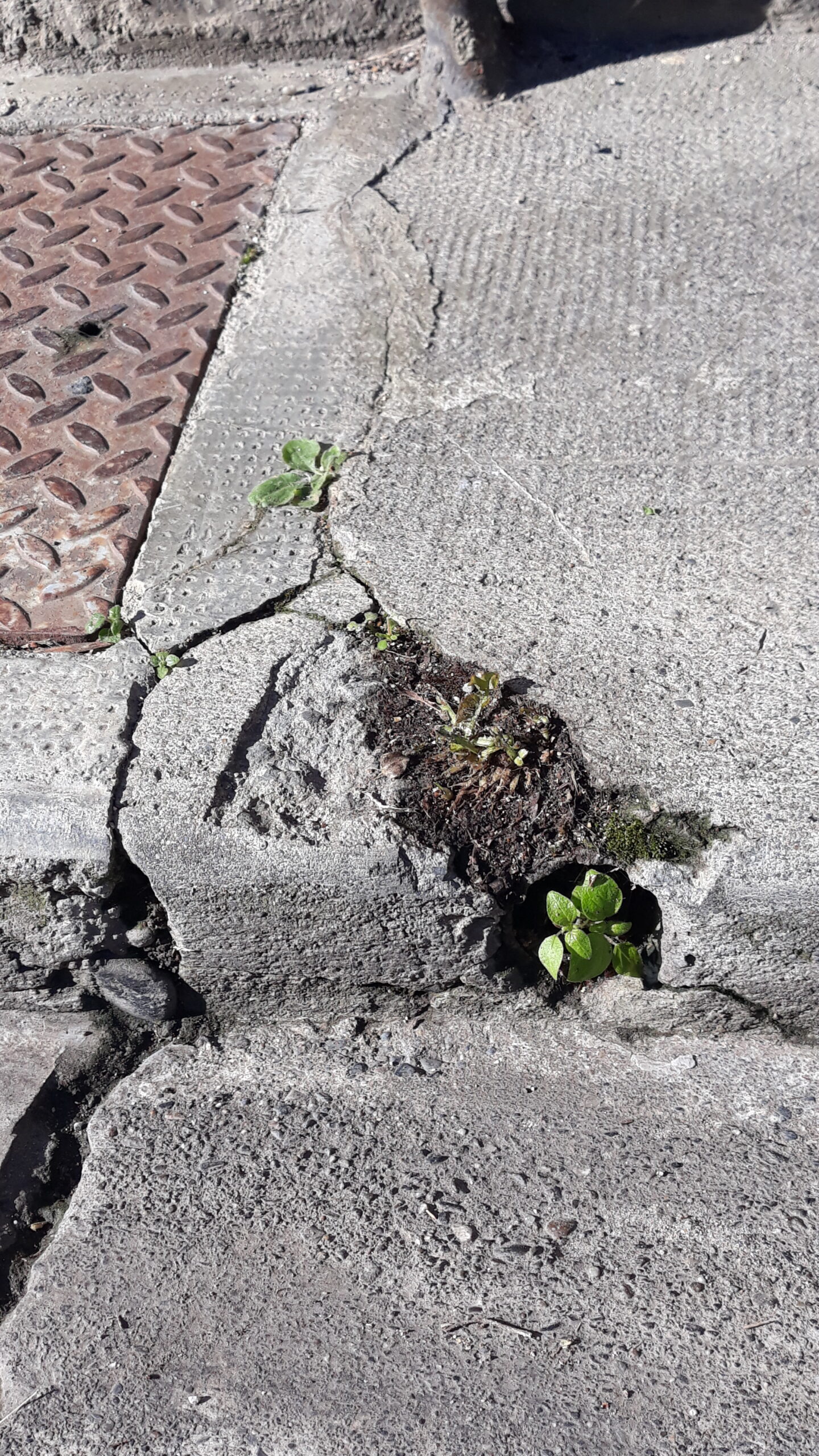 Lire la suite à propos de l’article Exposition – « Nature en ville » – Du 24 mai au 30 septembre – Hall Mairie