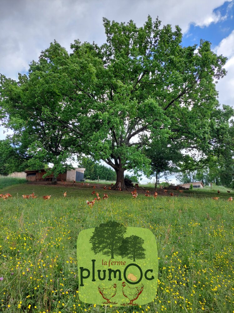 Lire la suite à propos de l’article La ferme PlumOc