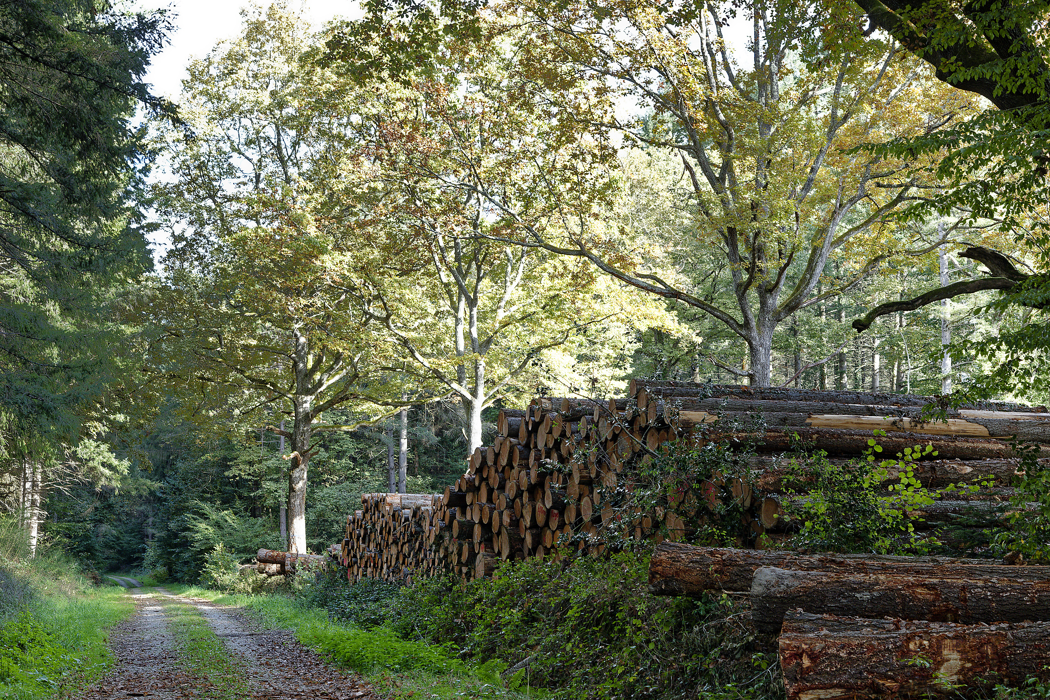 Lire la suite à propos de l’article Exposition – « Un regard sus la forêt » – Christian SAUTHIER – Du 8 septembre au 30 octobre – Hall de la mairie